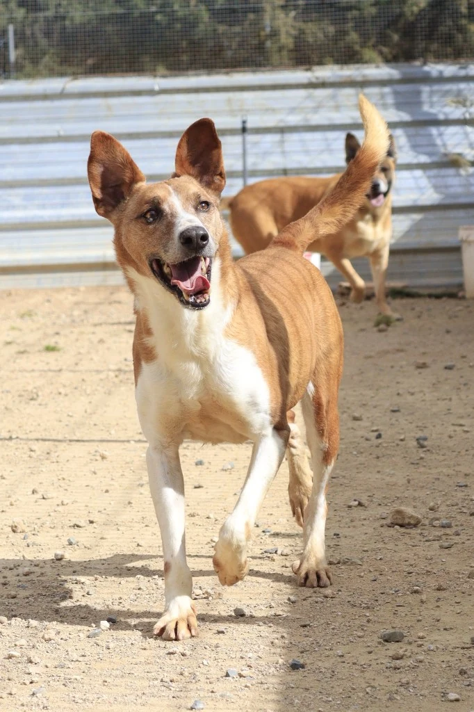 Chuqui en adopción