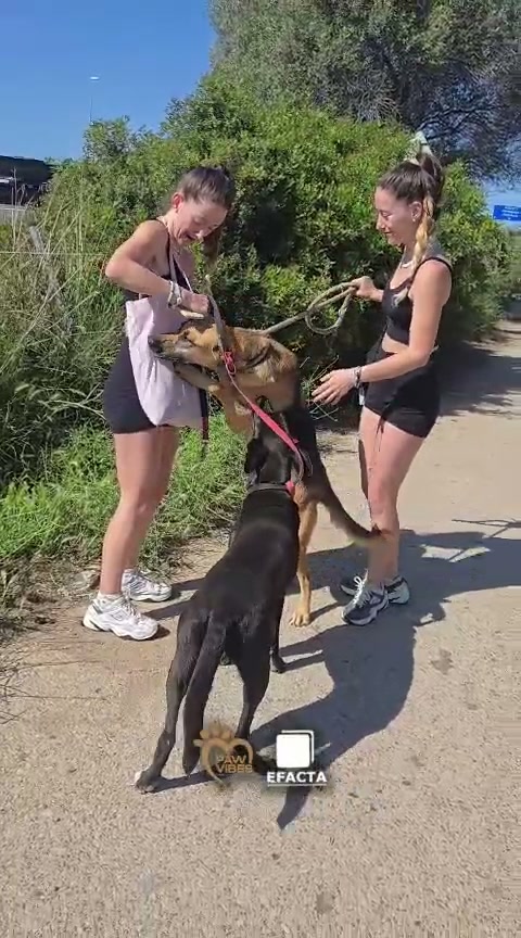 Un domingo en Paw Vibes — jornada de voluntariado
